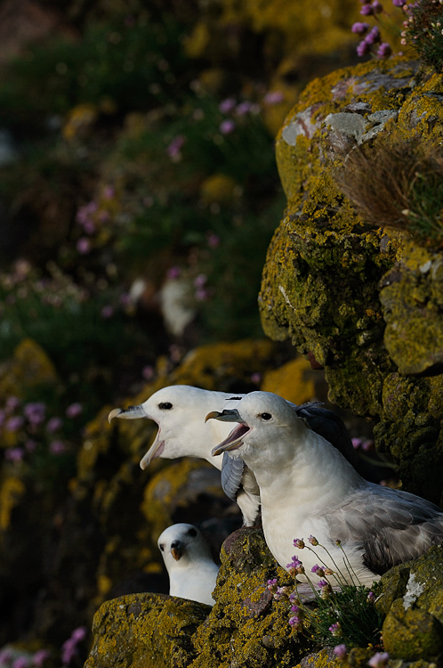 Fulmar Boréal