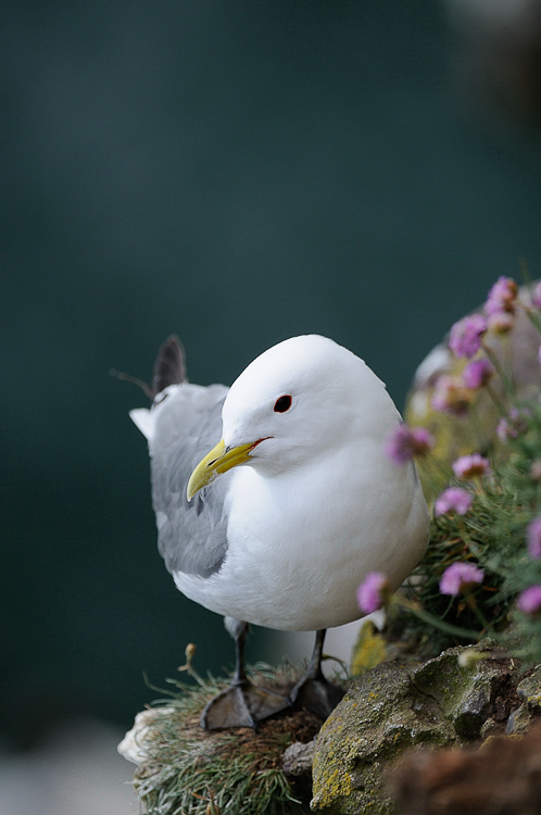 Mouette tridactyle