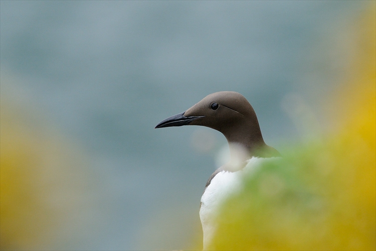 Guillemot de troïl