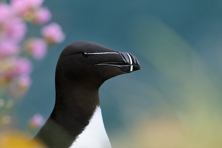 Pingouin Torda