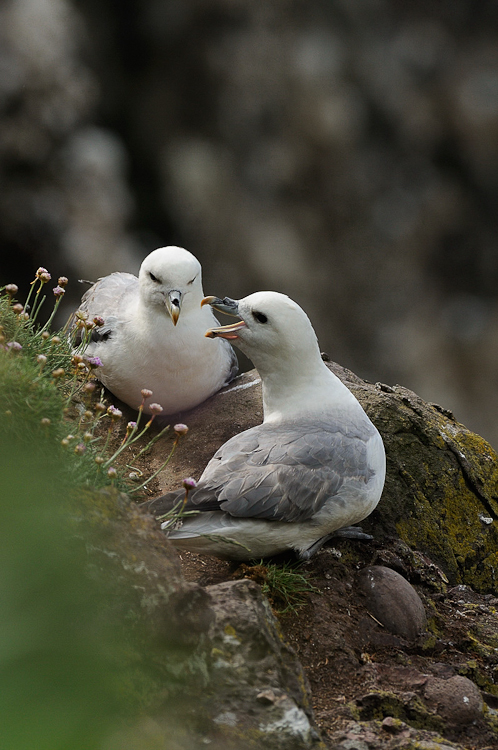 Fulmar Boréal