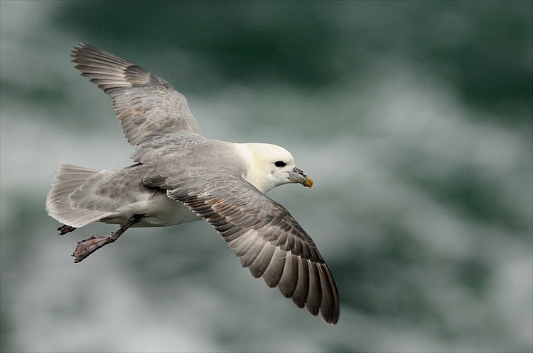 Fulmar Boréal