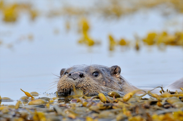 Loutre