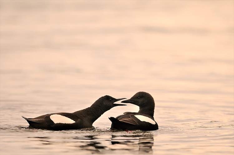 Guillemot à miroir