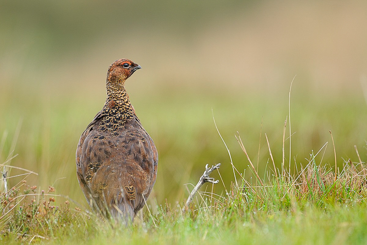 Lagopède d'Ecosse