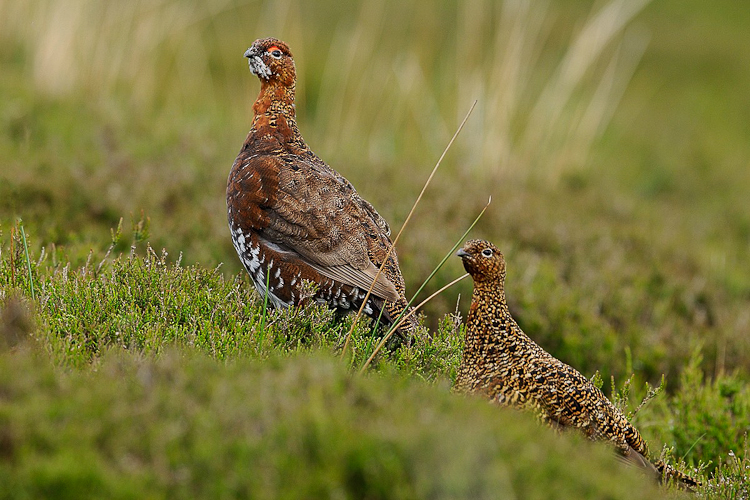 Couple de Lagopède d'Ecosse