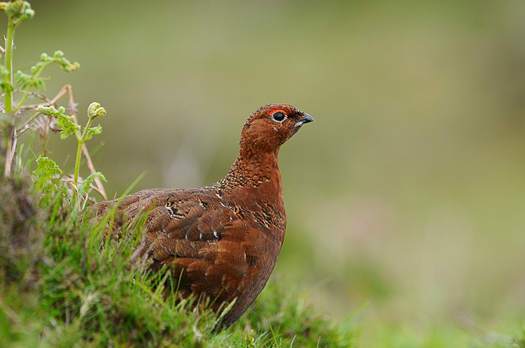 Lagopède d'Ecosse