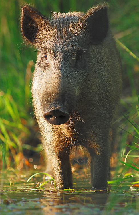 Sanglier