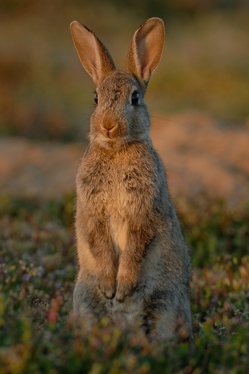 Lapin