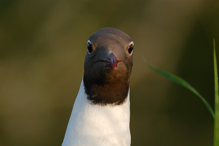 Mouette rieuse