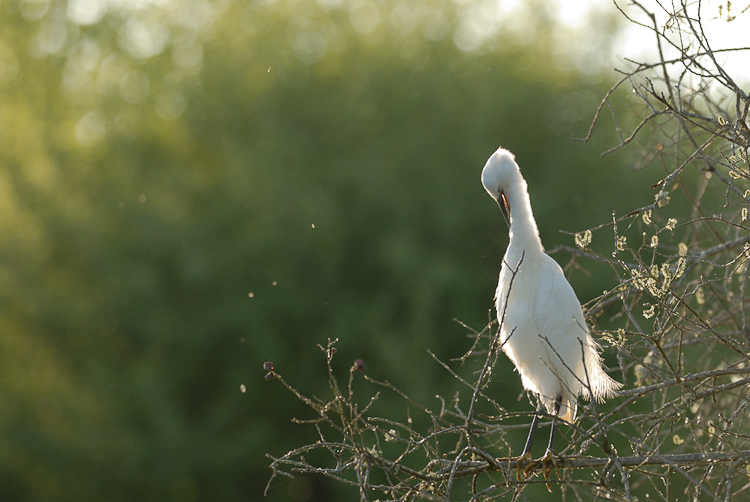 Aigrette garzette