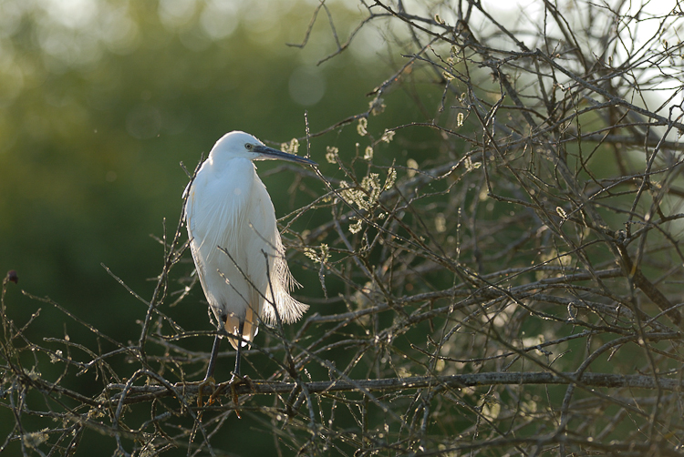 Aigrette garzette