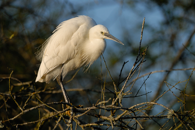 Aigrette garzette