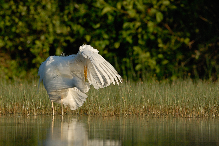 Grande aigrette