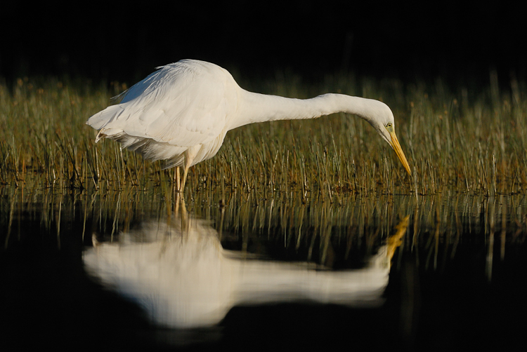 Grande aigrette