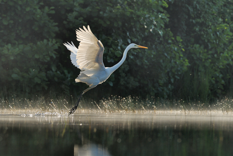 Grande aigrette