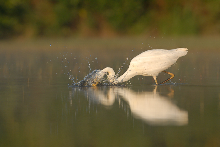 Grande aigrette