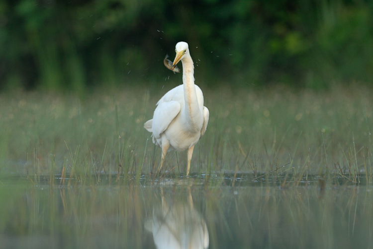 Grande aigrette