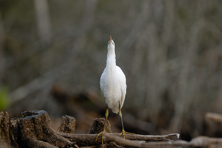 Aigrette garzette