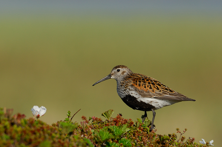 Bécasseau variable