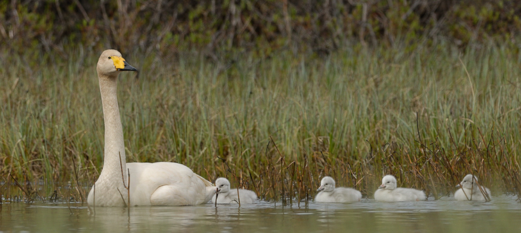 Cygne chanteur