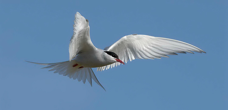 Sterne arctique