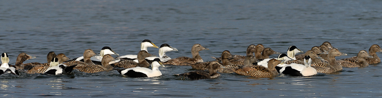 Eider à duvet