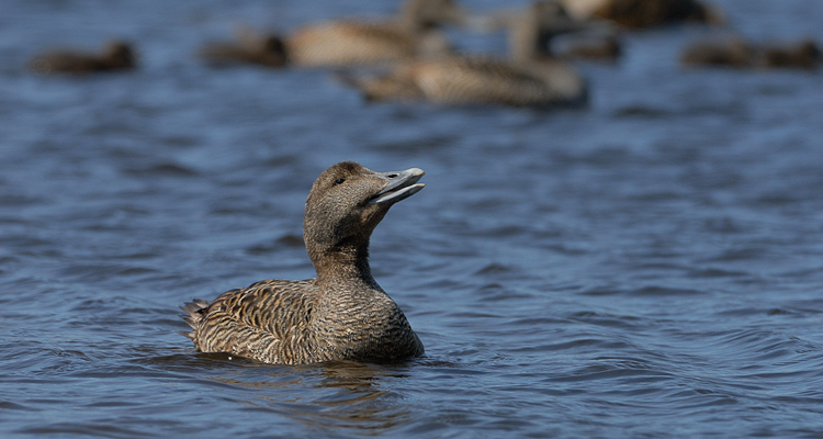 Eider à duvet