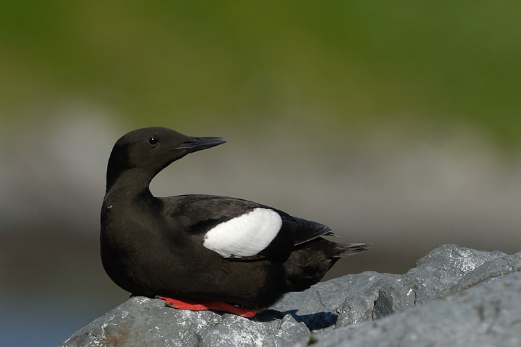 Guillemot à miroir