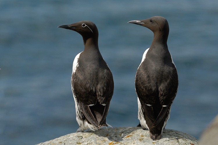 Guillemot de troïl
