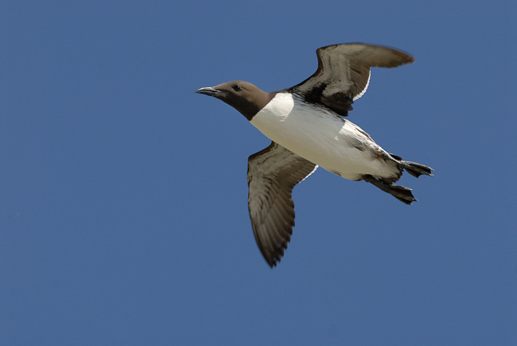 Guillemot de troïl