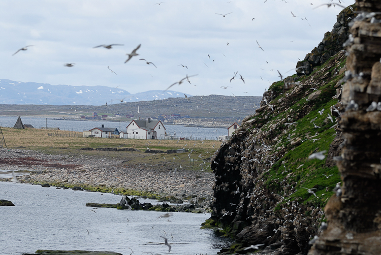 Colonnie de mouettes tridactyles à Ekkeroy