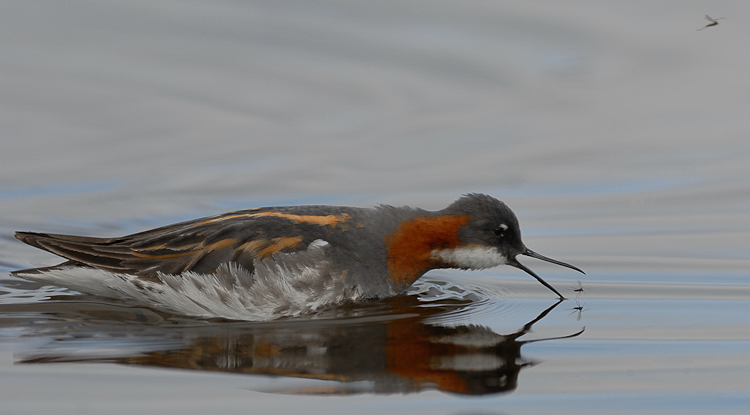 Phalarope à bec étroit