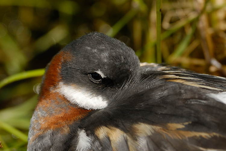 Phalarope à bec étroit