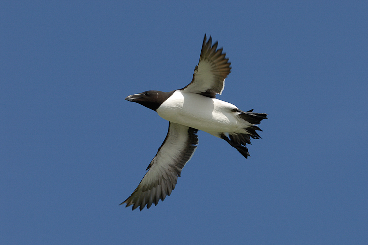 Pingouin torda