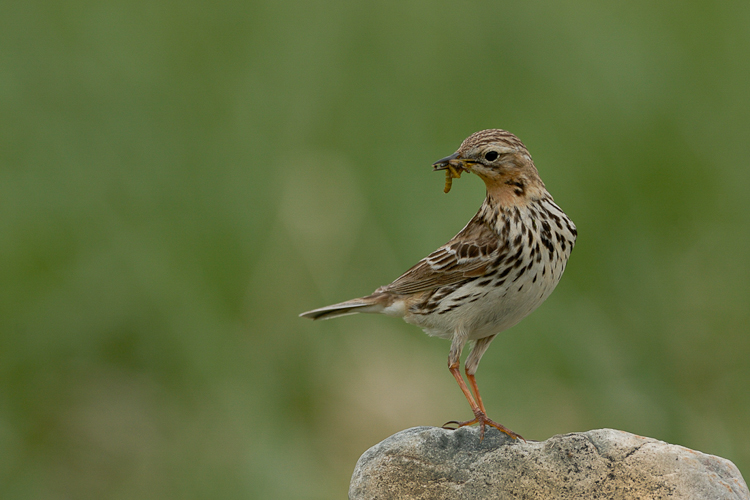 Pipit à gorge rousse