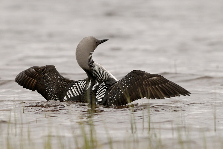 Plongeon arctique