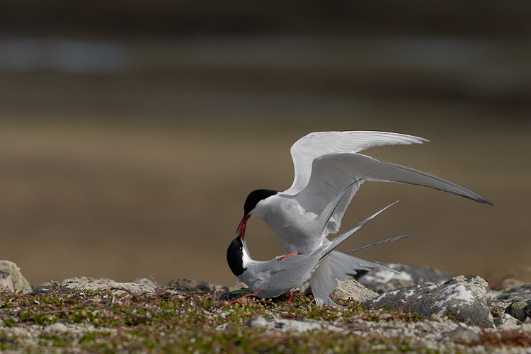 Sterne arctique