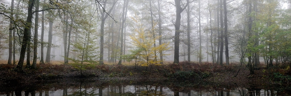 Paysage forestier